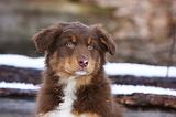 BERGER AUSTRALIEN PUPPIES 579